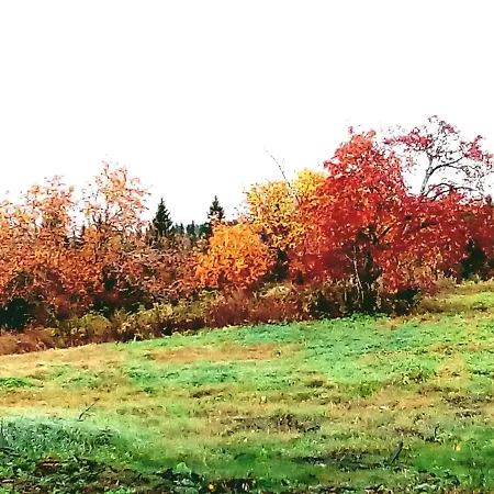 Ylaepihan Tila Elomäki